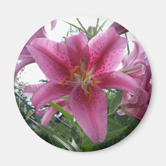 Stargazer Lily Magnet (Framsidan)