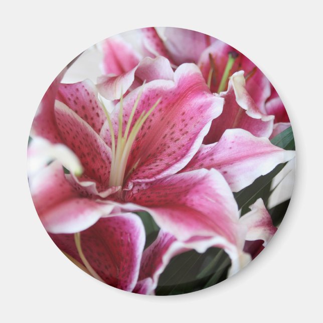 Stargazer Lily Magnet (Framsidan)