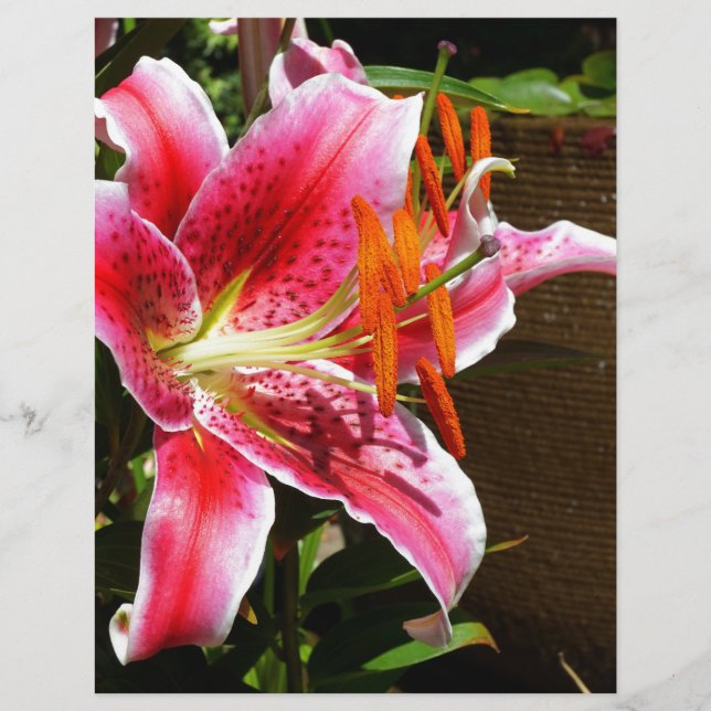 Stargazer Lily Photograph (Framsida)