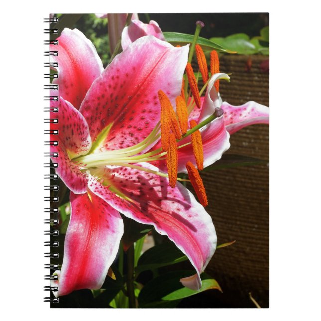 Stargazer Lily Photograph Anteckningsbok (Framsidan)