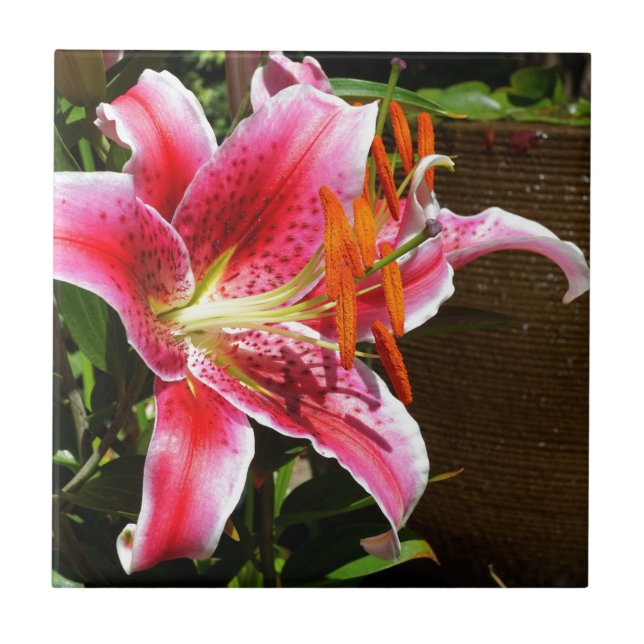 Stargazer Lily Photograph Kakelplatta (Framsidan)