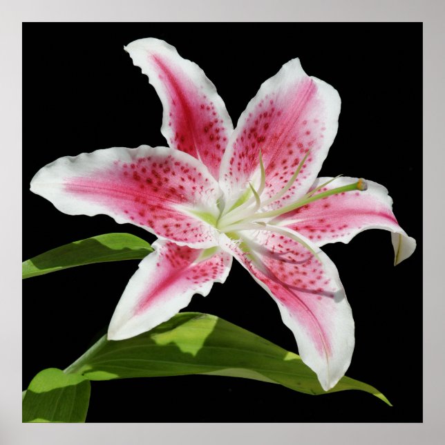 Stargazer Lily Poster (Framsidan)