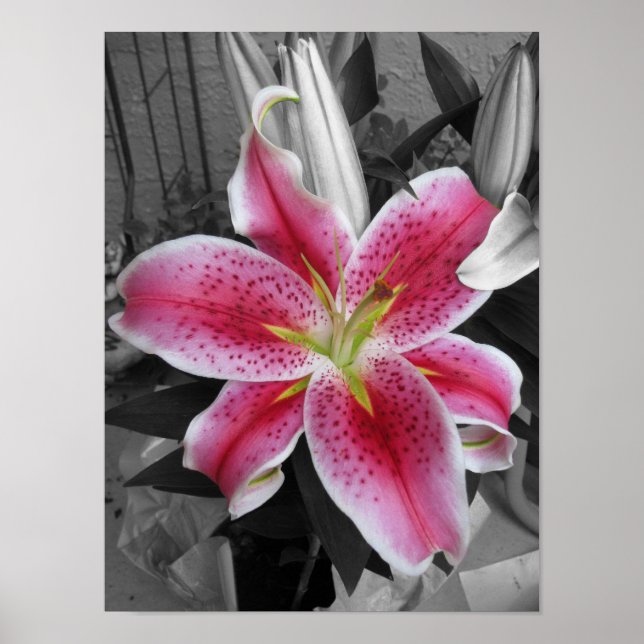 Stargazer Lily Poster (Framsidan)