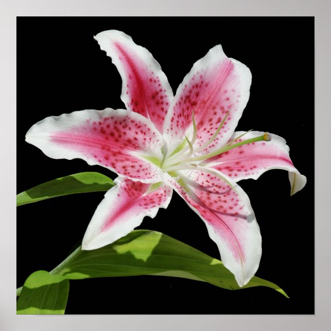 Stargazer Lily Poster (Framsidan)
