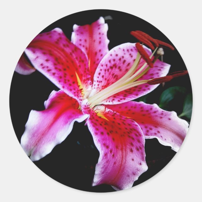 Stargazer Lily Runt Klistermärke (Framsida)