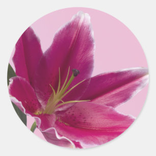Stargazer Lily Runt Klistermärke