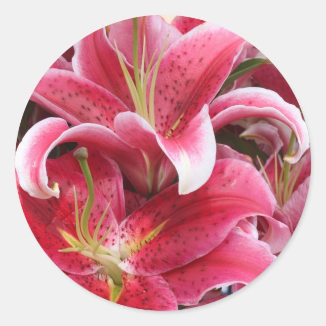 Stargazer Lily Runt Klistermärke (Framsida)