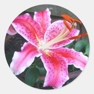 Stargazer Lily Runt Klistermärke