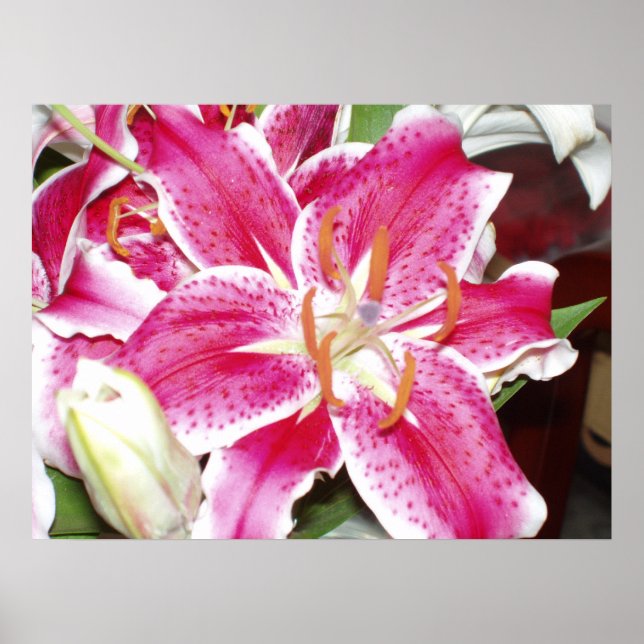 Stargazer Lily Skriv ut Poster (Framsidan)