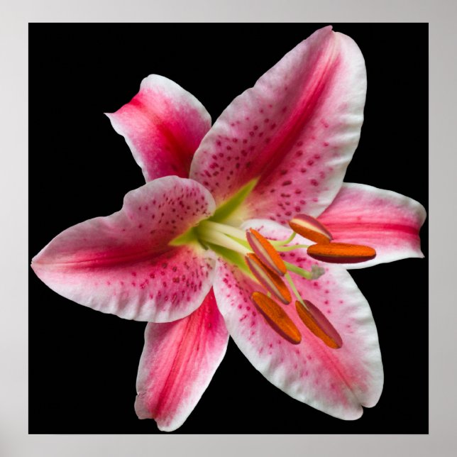Stargazer Lily Skriv ut Poster (Framsidan)
