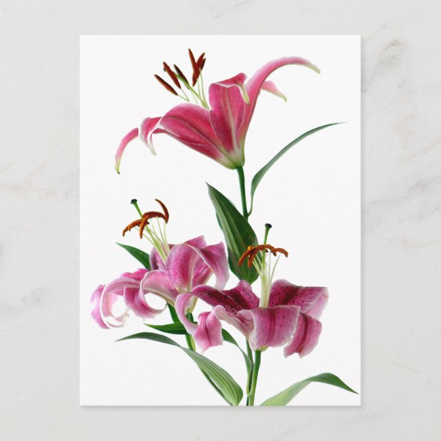Stargazer Lily Vykort (Framsida)