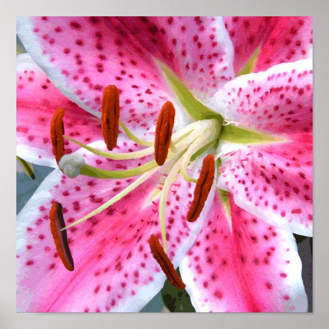 Stargazer Lily Watercolor Bra Blommigt Poster (Framsidan)