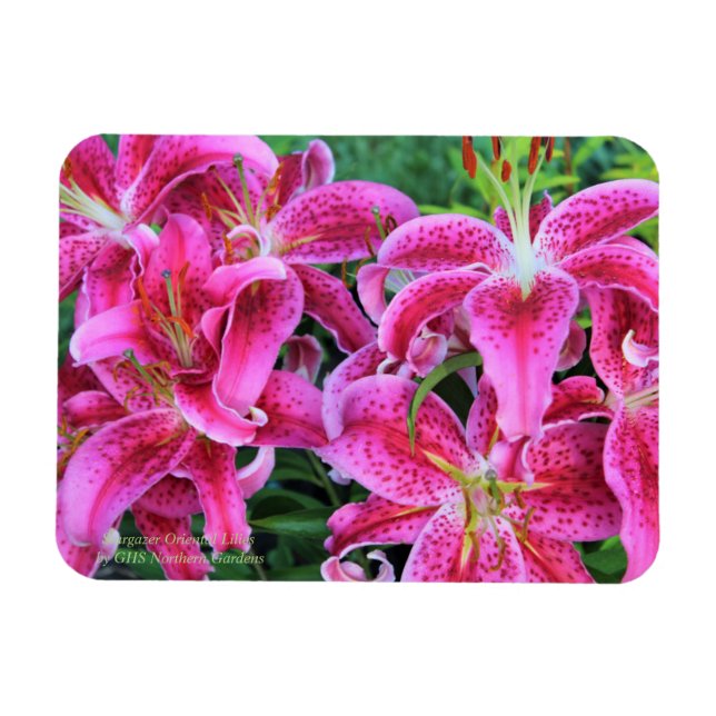 Stargazer Oriental Lilies Magnet (Horisontell)