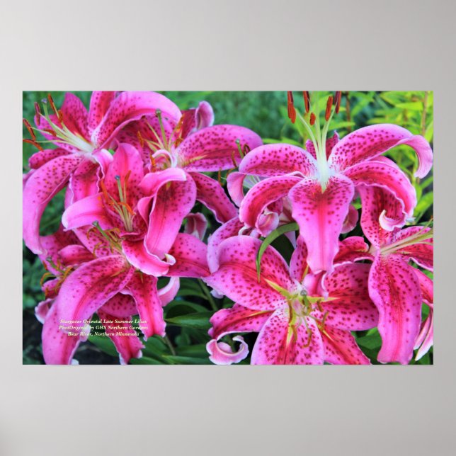 Stargazer Rosa Oriental Late Summer Lilies Poster (Framsidan)