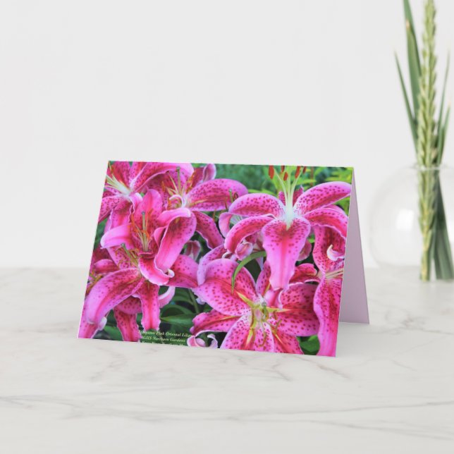 Stargazer Rosa Oriental Lilies Greeting Cards Kort (Framsida)