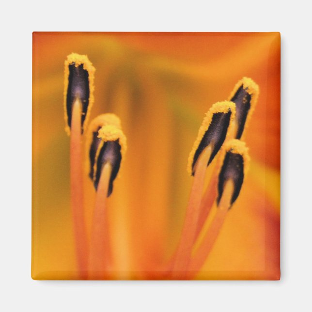 Stargazer Stamen Magnet (Framsidan)