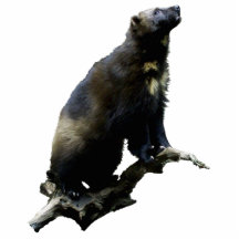 Stargazing Wolverine Photo Sculpture