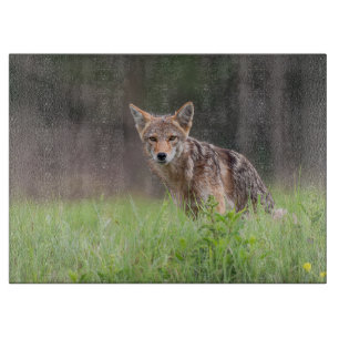 Staring Brown Coyote Photography, på Fält