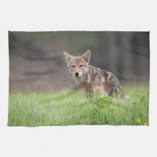Staring Brown Coyote Photography, på Fält Kökshandduk