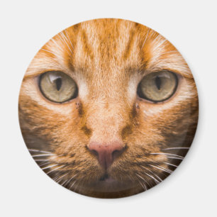 Staring Cat magnet