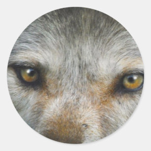 Staring Grått Varg Ögon Wildlife Art Runt Klistermärke