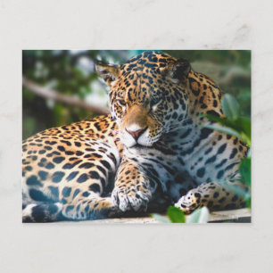 Staring Leopard Vykort