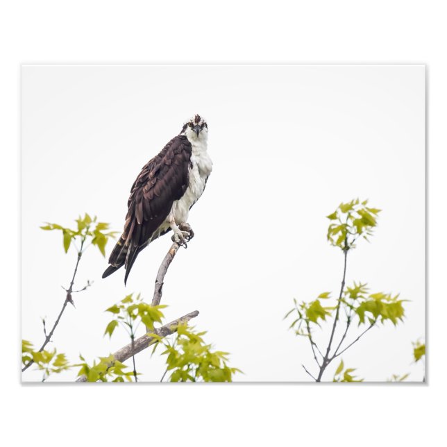 Staring Osprey Fototryck (Framsidan)