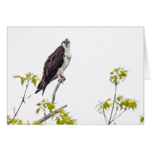 Staring Osprey Hälsningskort