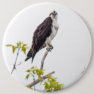 Staring Osprey Knapp