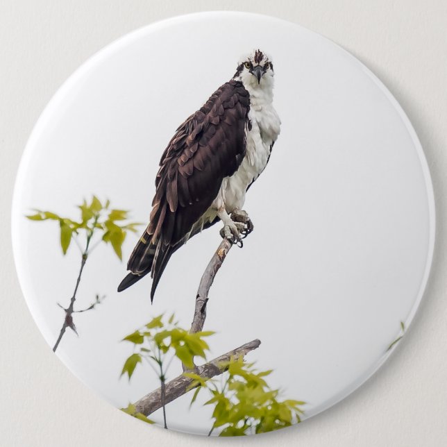 Staring Osprey Knapp (Framsida)