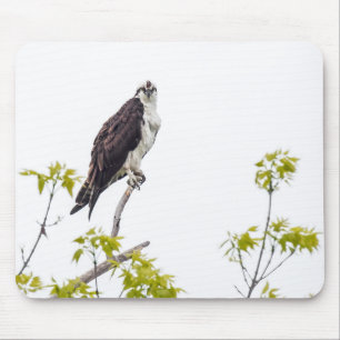 Staring Osprey Musmatta