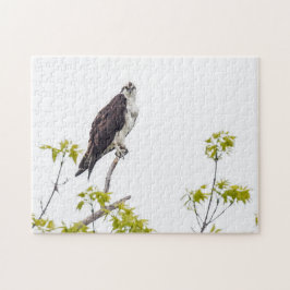 Staring Osprey Pussel