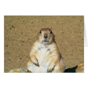 Staring Prairie Hund Blank Card OBS Kort