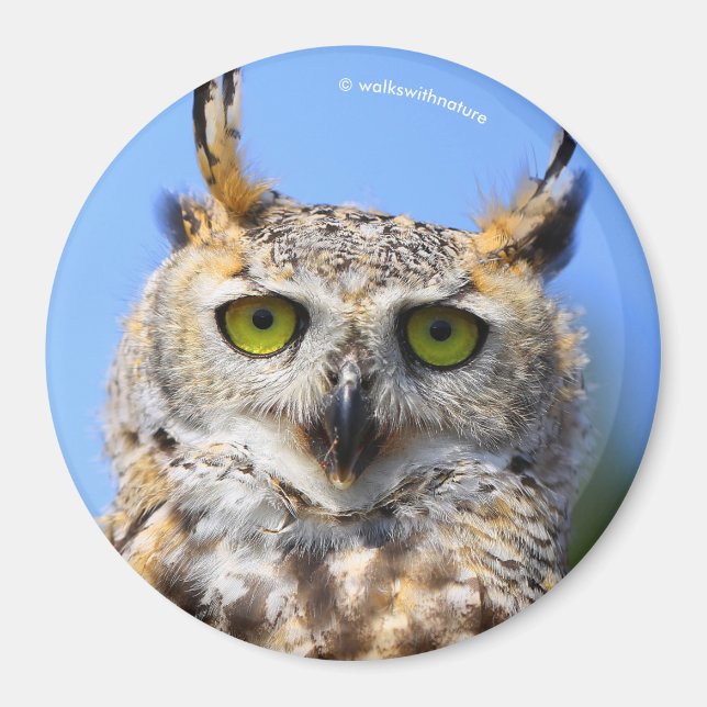 Staring Tävling med en vacker Underbar hornad Uggl Magnet (Framsidan)