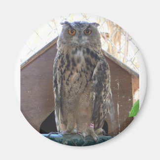 Staring uggla magnet