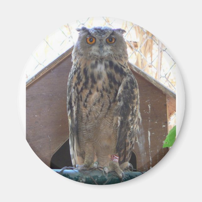 Staring uggla magnet (Framsidan)