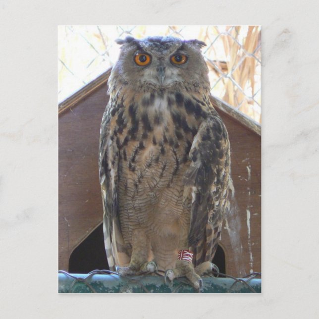 Staring uggla vykort (Framsida)