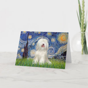 Starjkväll - vit tibetansk terrier kort