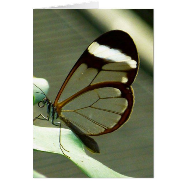 Stark brun och genomskinlig fjäril hälsningskort (Framsidan)