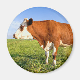 Stark Friesianko Magnet