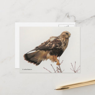 Stark, rå, välvd Hawk i Träd Vykort