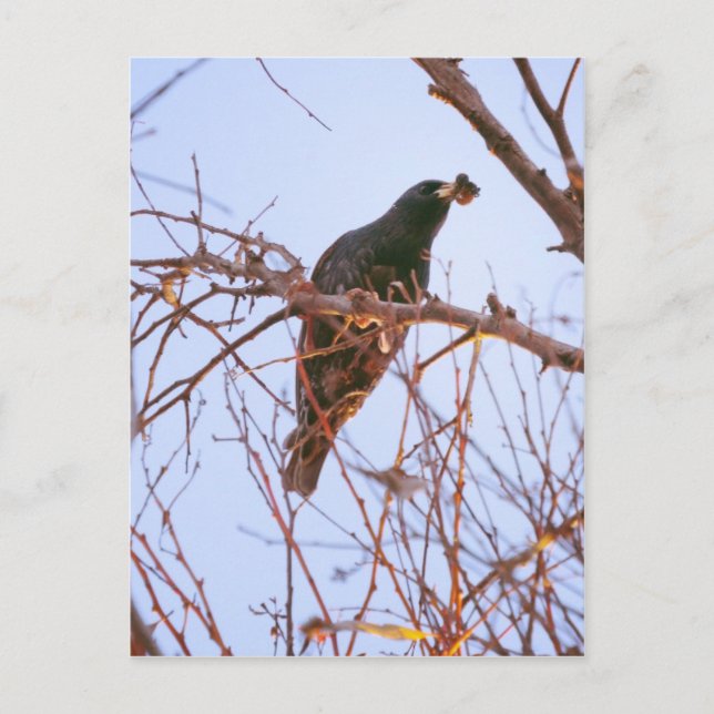 Stark solnedgång vykort (Framsida)