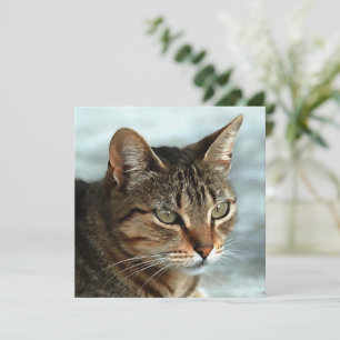 Stark Tabby katt CloseUp Artistic Porträtt Julkort