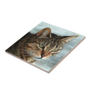 Stark Tabby katt CloseUp Artistic Porträtt Kakelplatta