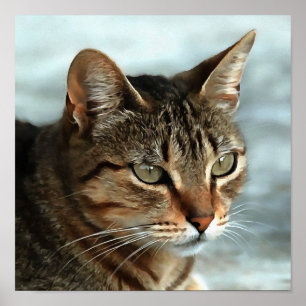 Stark Tabby katt CloseUp Artistic Porträtt Poster