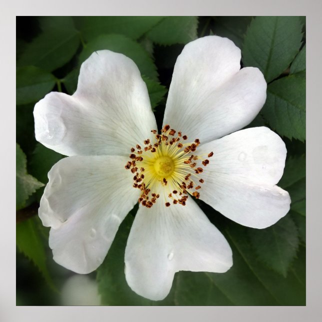 stark vit blomma poster (Framsidan)