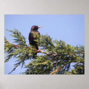 Stärkning i en Spruce Träd-utskrift Poster