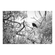 Stärkning på fryst träd