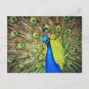 Starkt peacock-vykort vykort