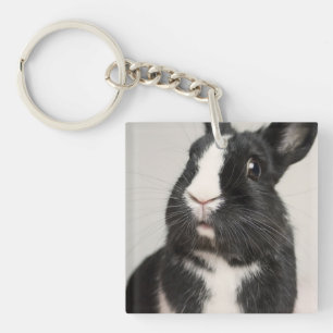 Starled Black and White Bunny Rabbit